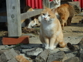 [猫島][青島]猫島　青島　ネコ