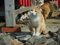 猫島　青島　ネコ