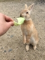 子うさぎ　うさぎ島