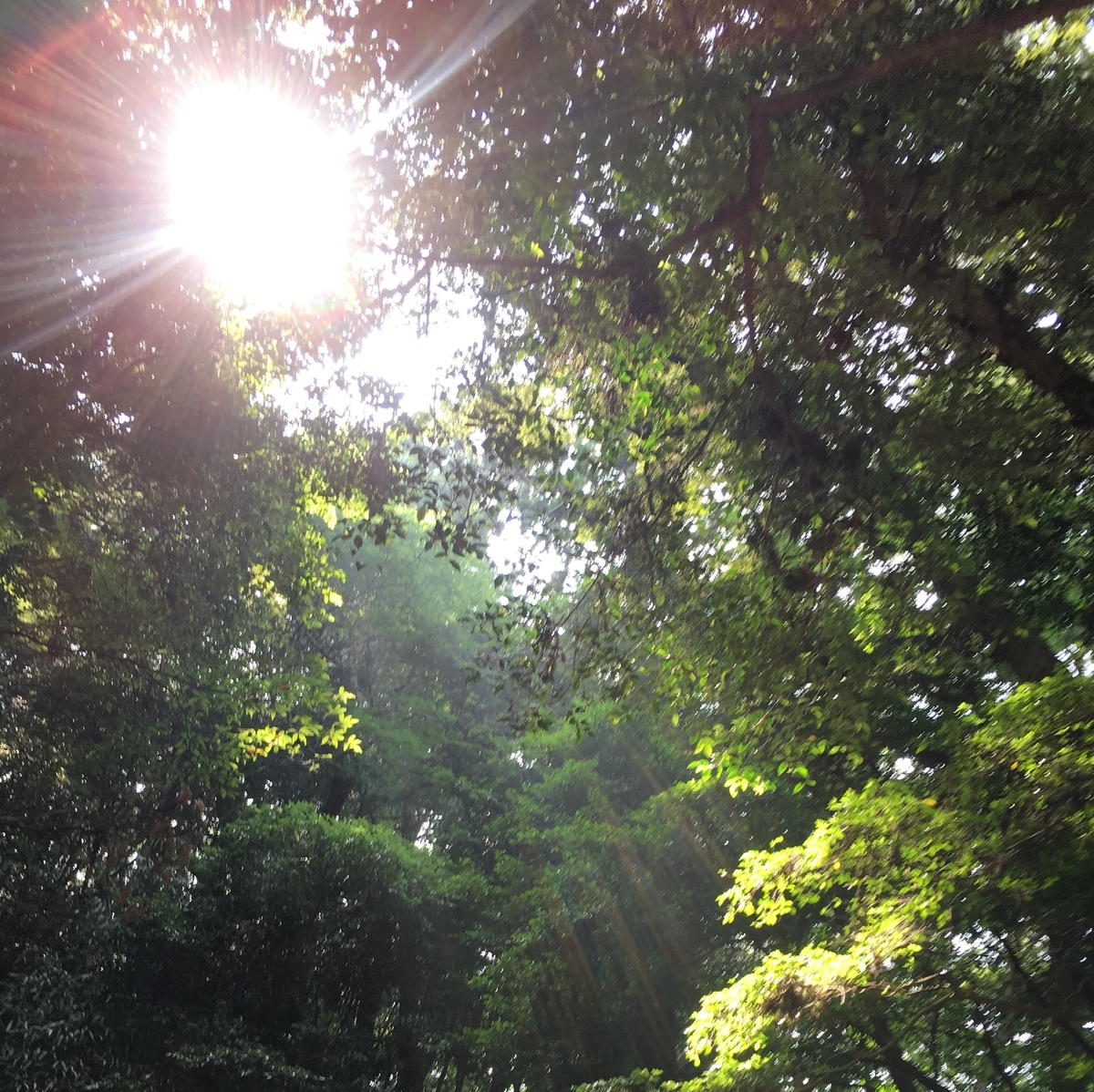 f:id:himikoH:20190810135449j:plain f:id:himikoH:20190810135449j:plain