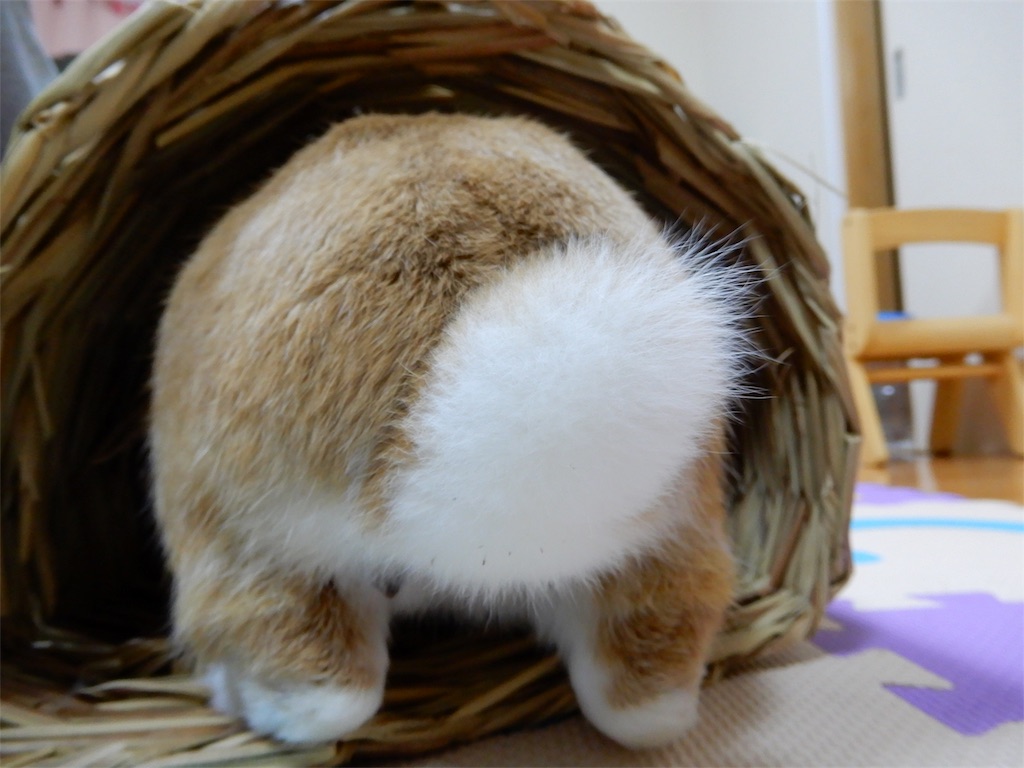 f:id:himitsunohana:20190413211813j:image