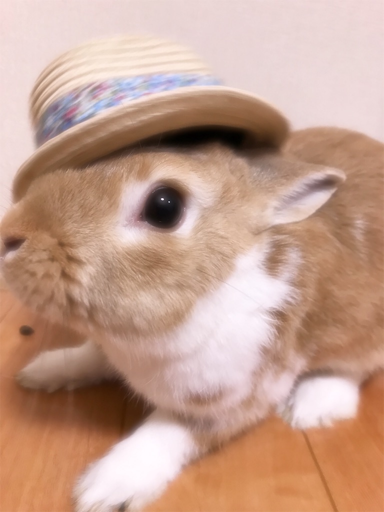 f:id:himitsunohana:20190511184557j:image