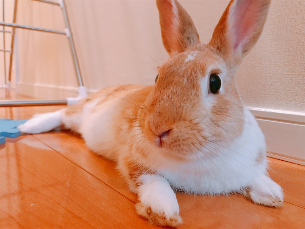 f:id:himitsunohana:20190511185100j:image