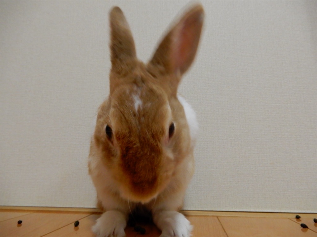 f:id:himitsunohana:20190511185518j:image
