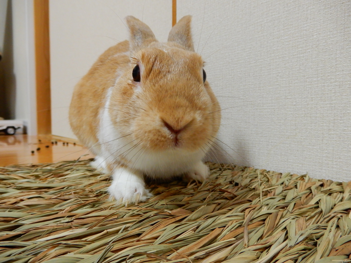 f:id:himitsunohana:20190517185731j:plain