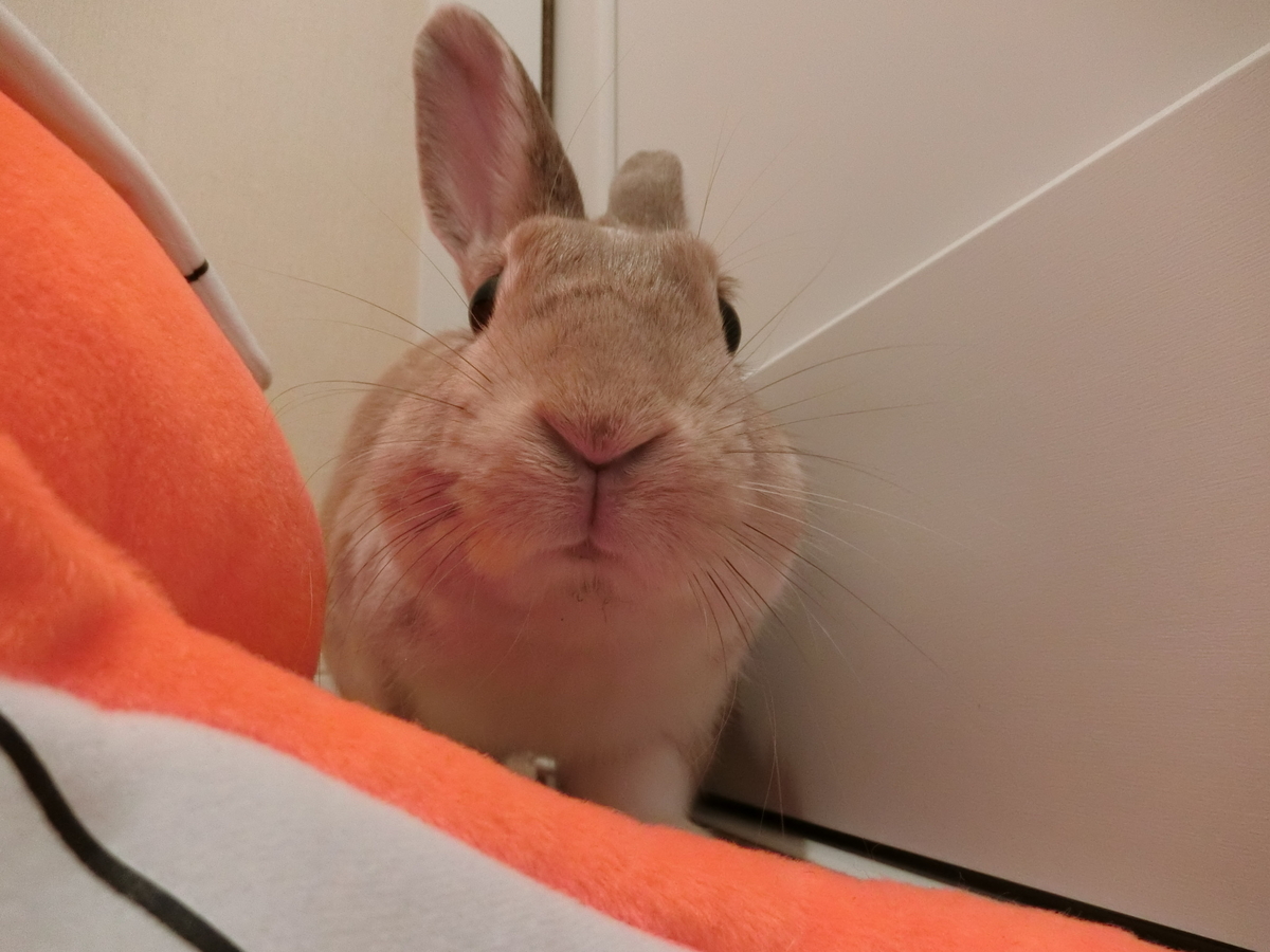 f:id:himitsunohana:20190519201442j:plain