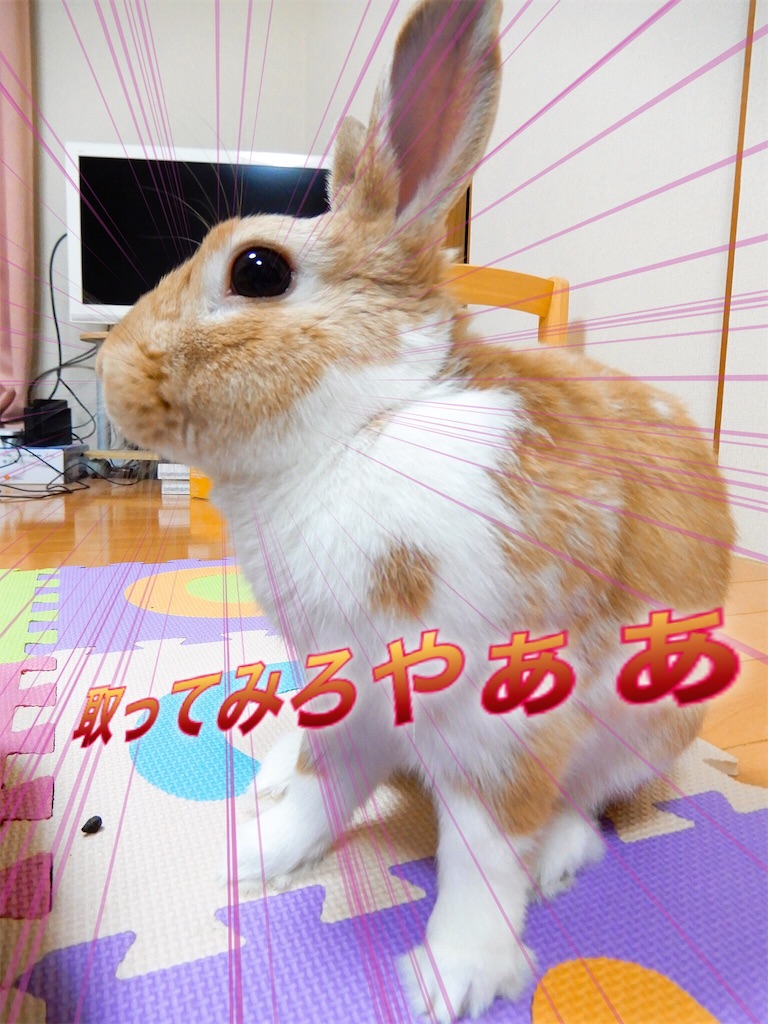 うさぎ飼育初心者向け うさぎの臭い対策はきっちり行うことで改善ができる うさぎと主の秘密の花園