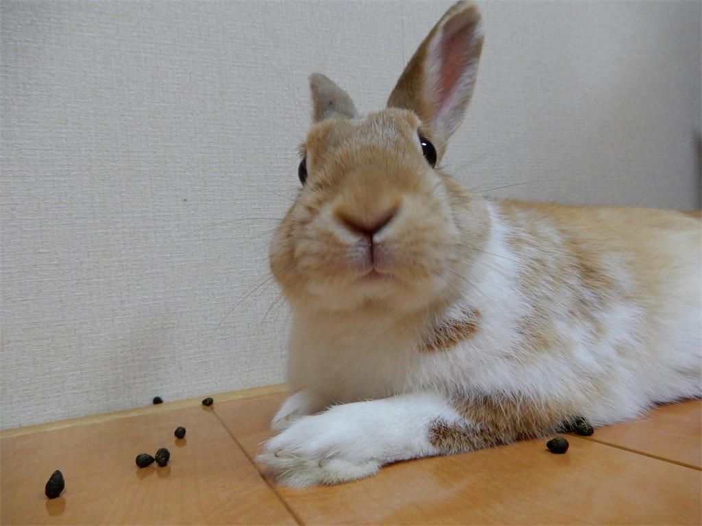 うさぎ飼育初心者向け うさぎの臭い対策はきっちり行うことで改善ができる うさぎと主の秘密の花園