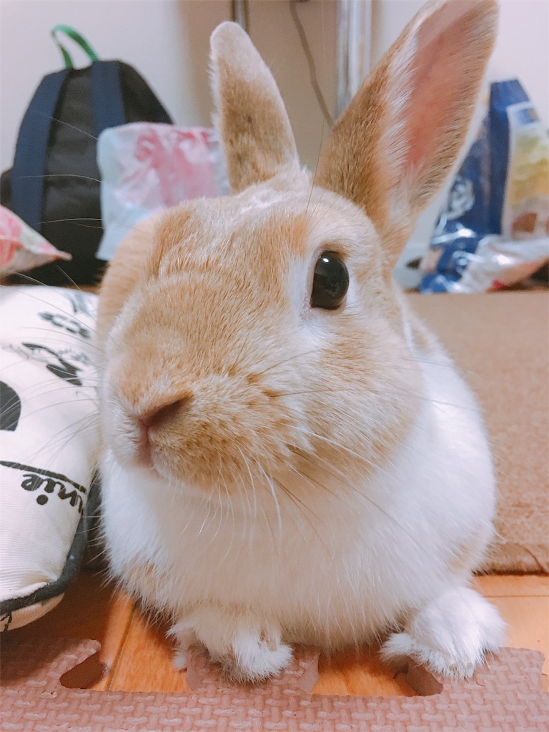 f:id:himitsunohana:20190521153522j:image