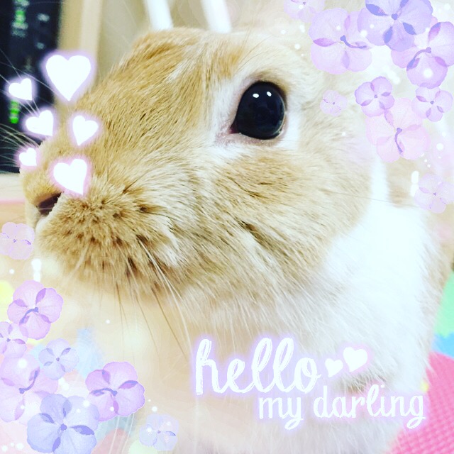 f:id:himitsunohana:20190531191623j:plain