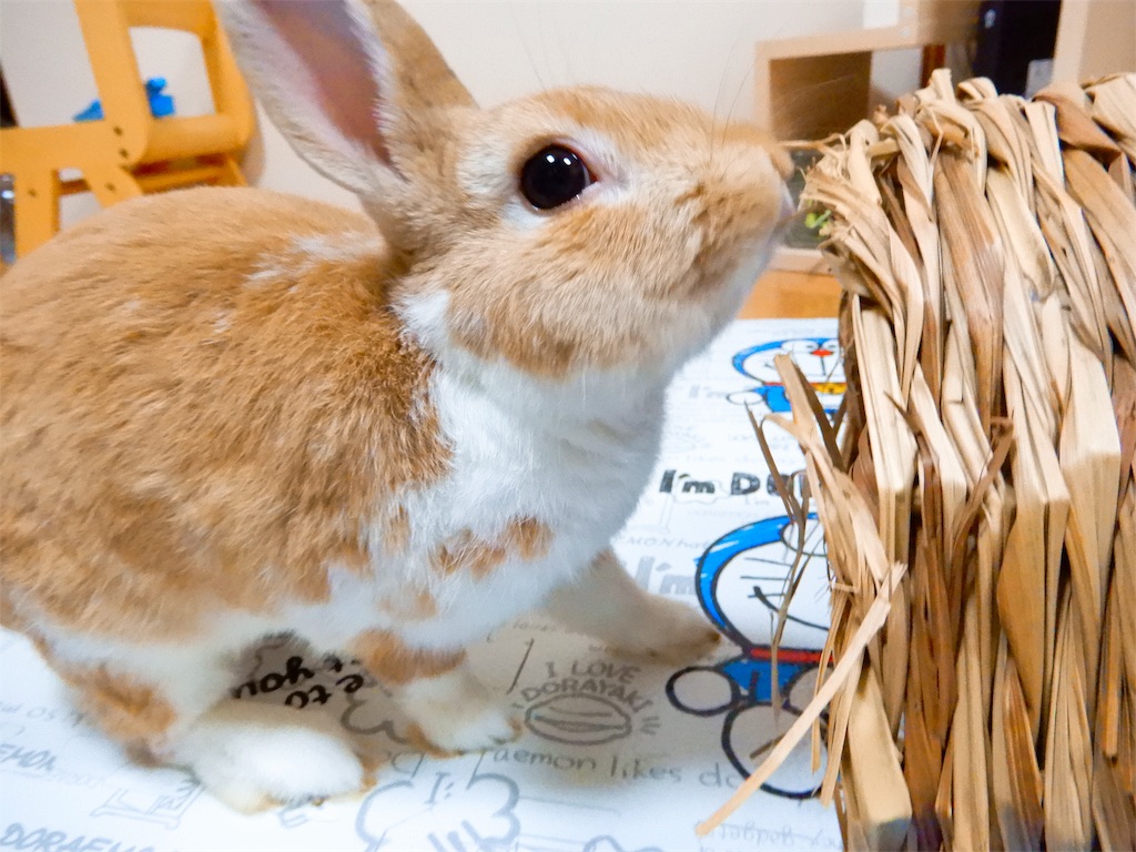 f:id:himitsunohana:20190609220126j:image