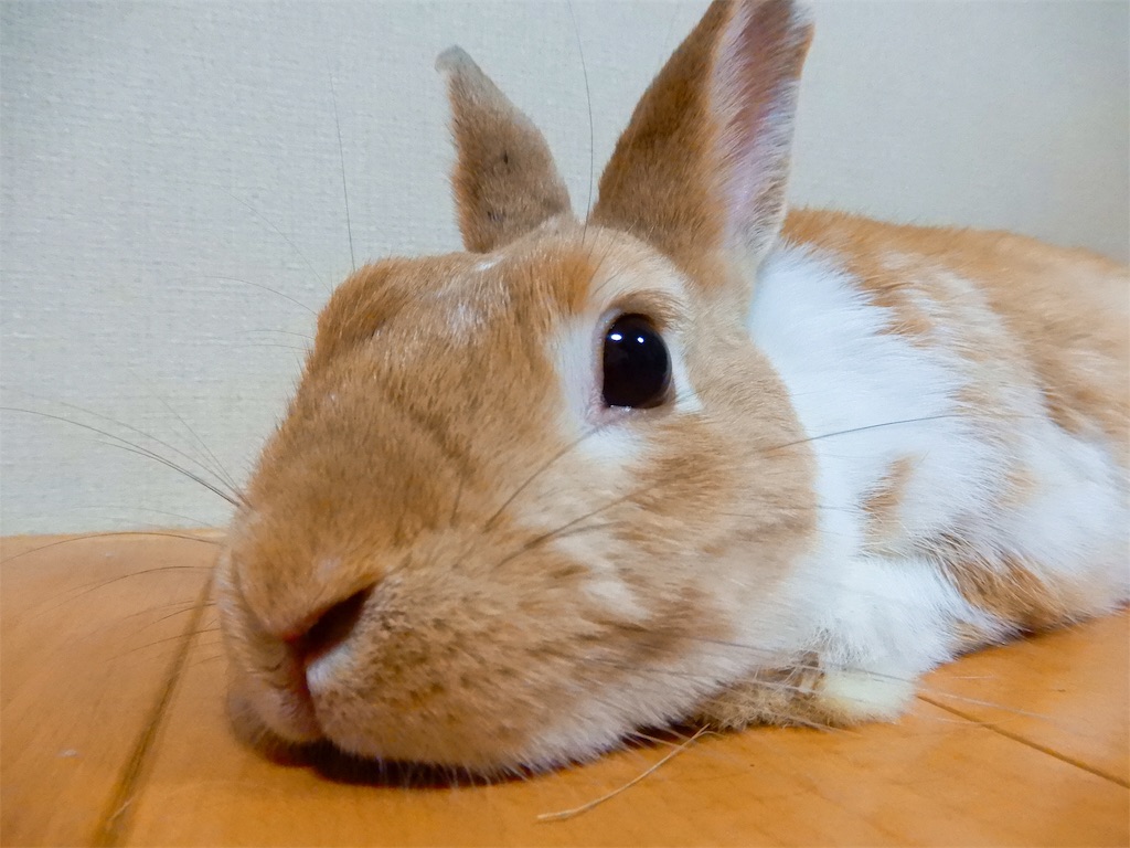 f:id:himitsunohana:20190609220452j:image