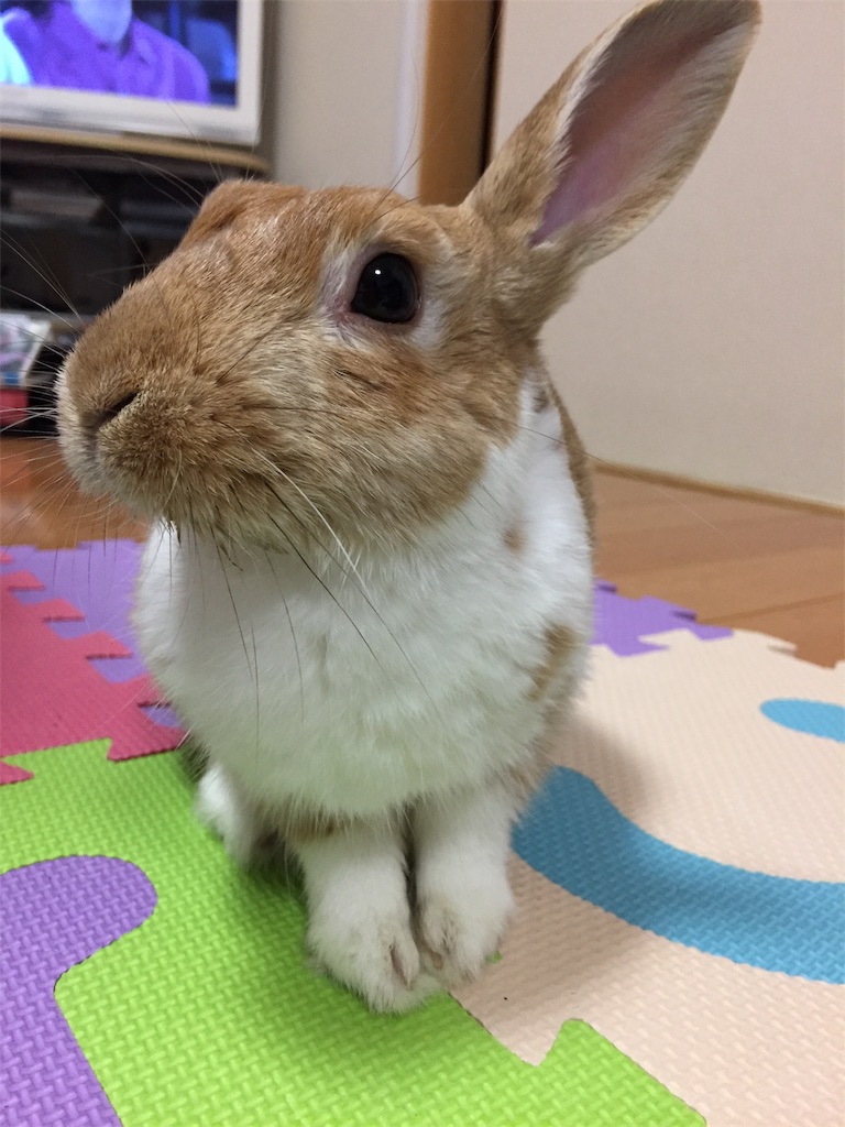 f:id:himitsunohana:20190615200826j:image