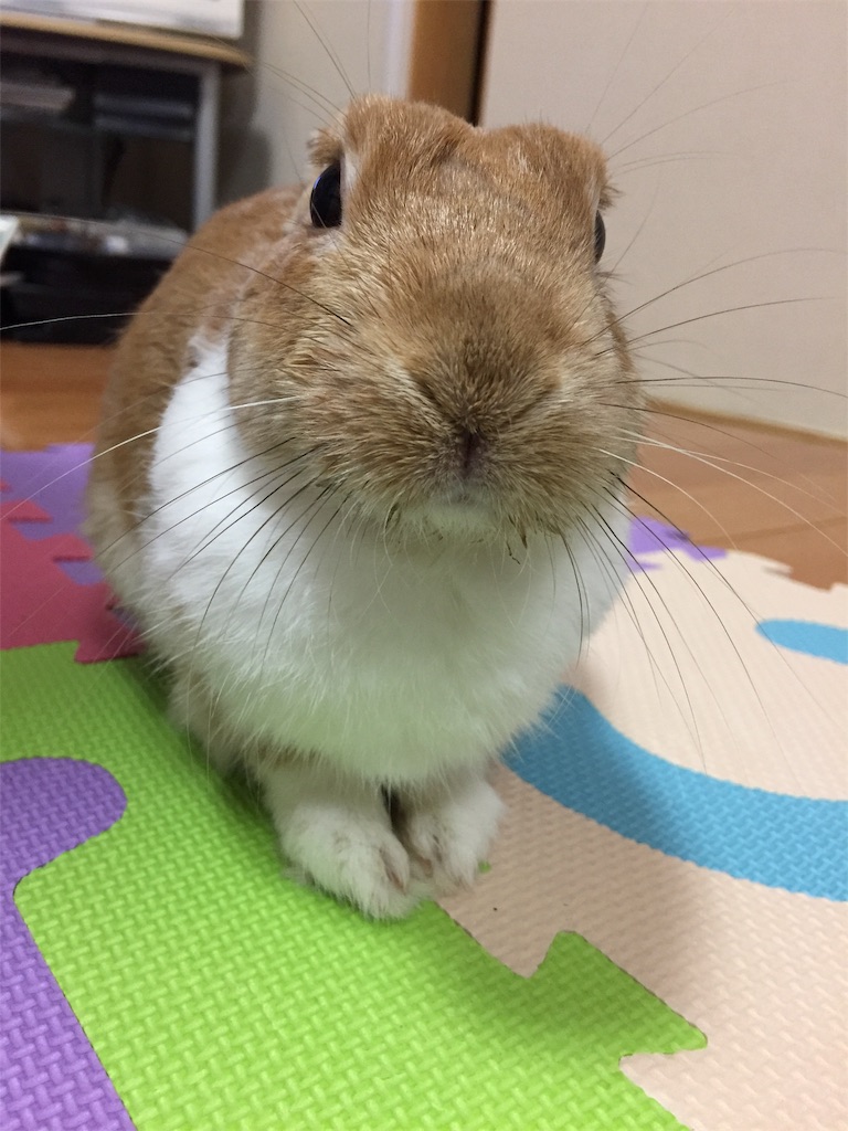 f:id:himitsunohana:20190615201118j:image
