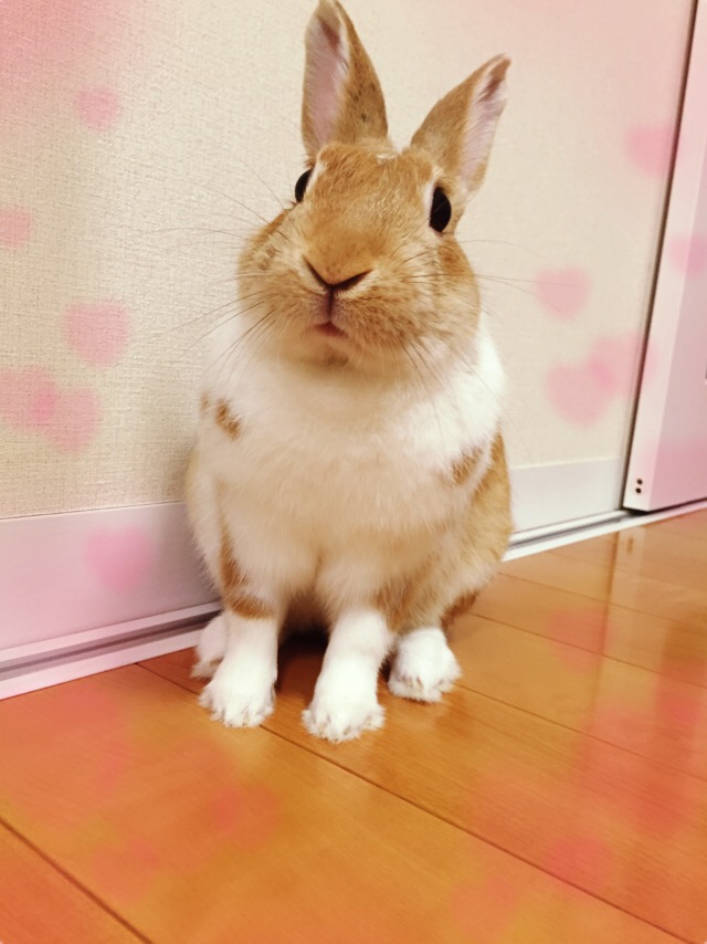 f:id:himitsunohana:20190627195421j:plain