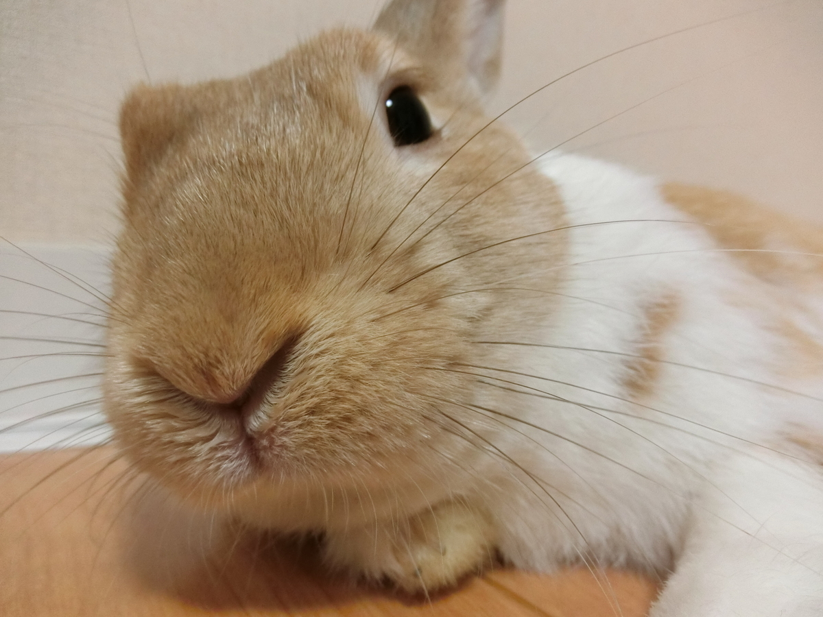 f:id:himitsunohana:20190716174208j:plain f:id:himitsunohana:20190716174208j:plain