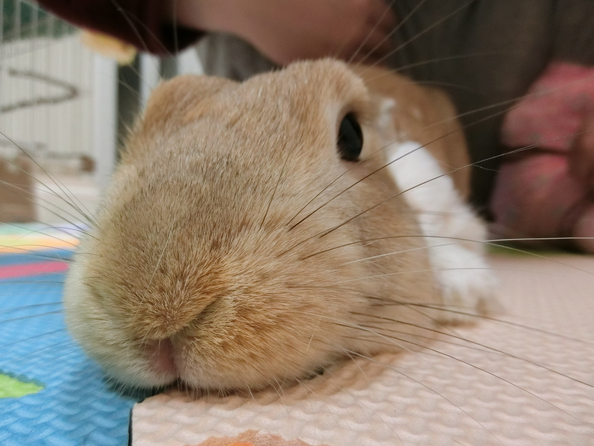 f:id:himitsunohana:20190717191336j:plain