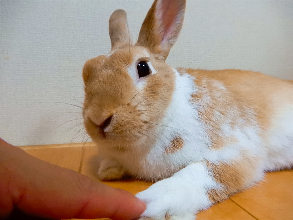 f:id:himitsunohana:20190718221400j:image