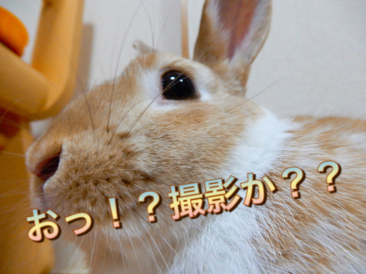 f:id:himitsunohana:20190910184512j:plain