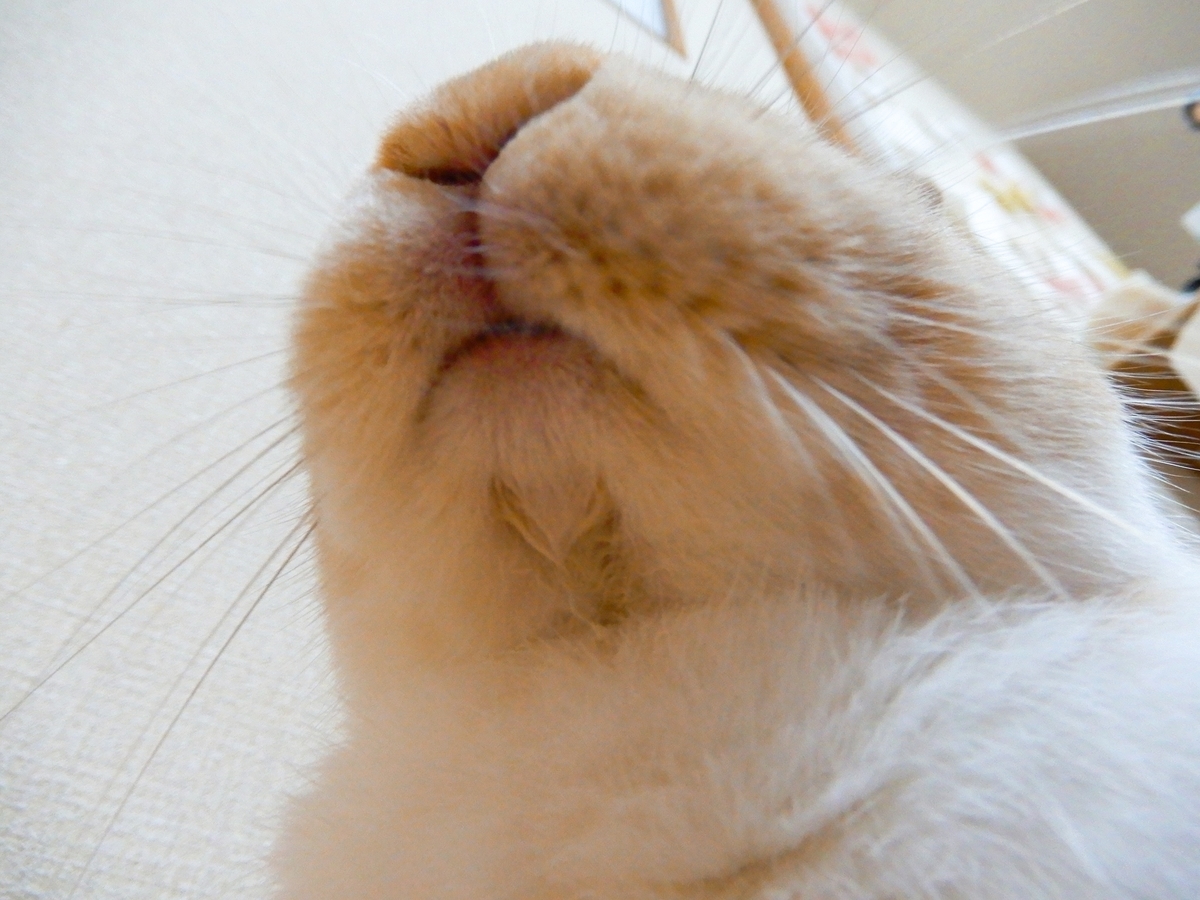 f:id:himitsunohana:20190917210120j:plain