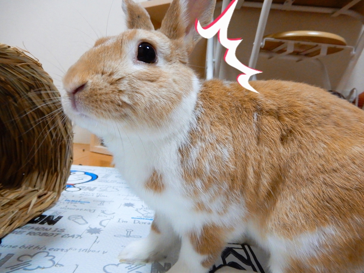 f:id:himitsunohana:20191013112154j:plain