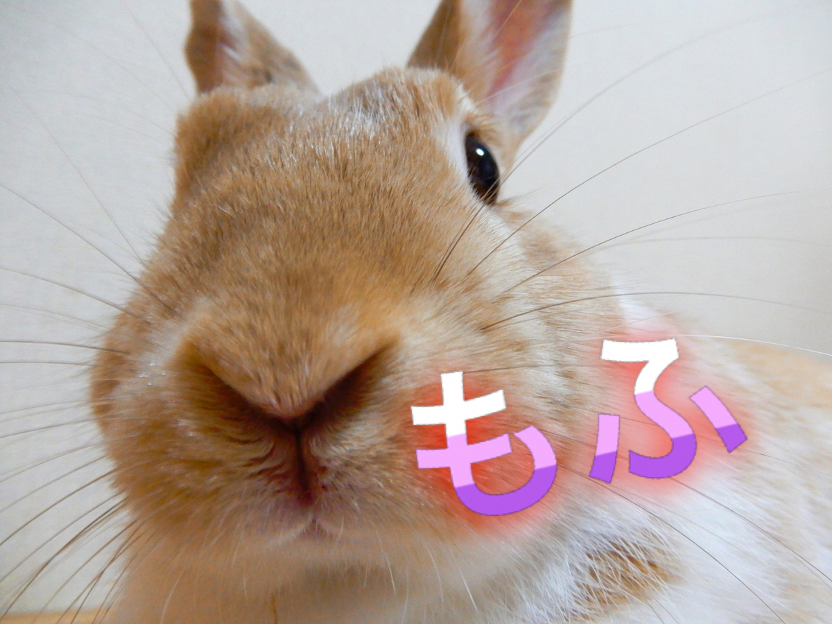 f:id:himitsunohana:20200414091507j:plain