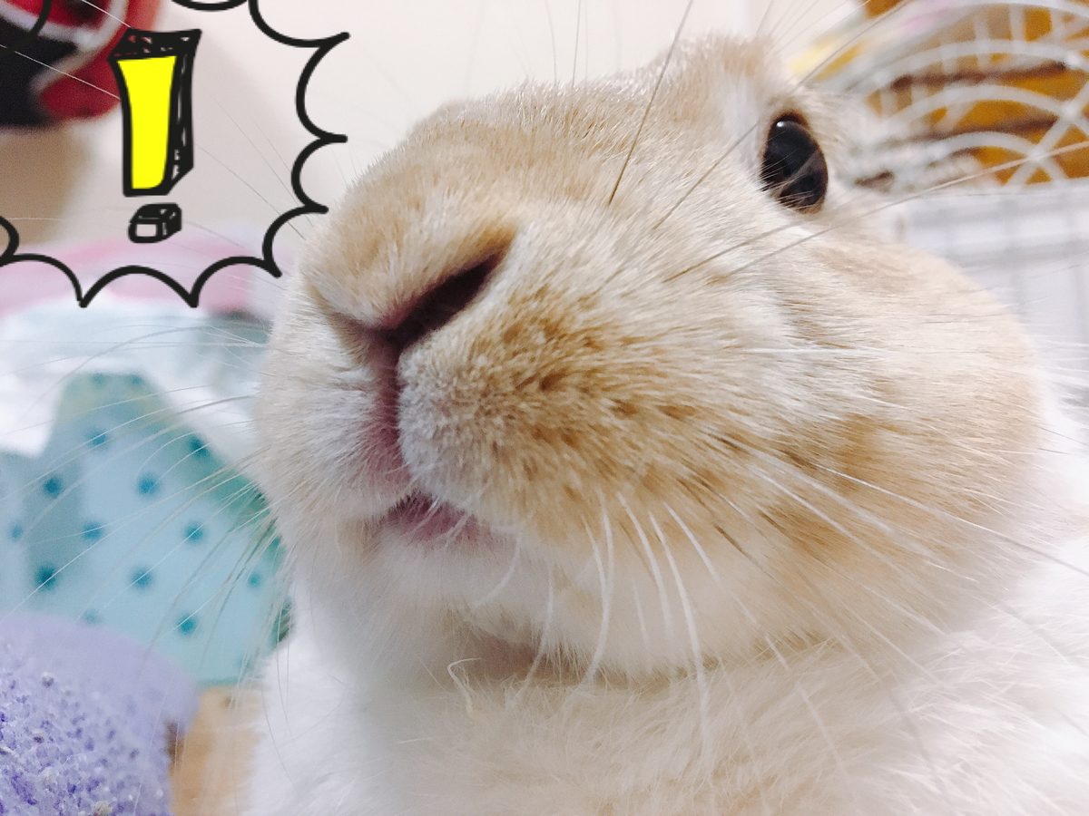 f:id:himitsunohana:20200424125508j:plain