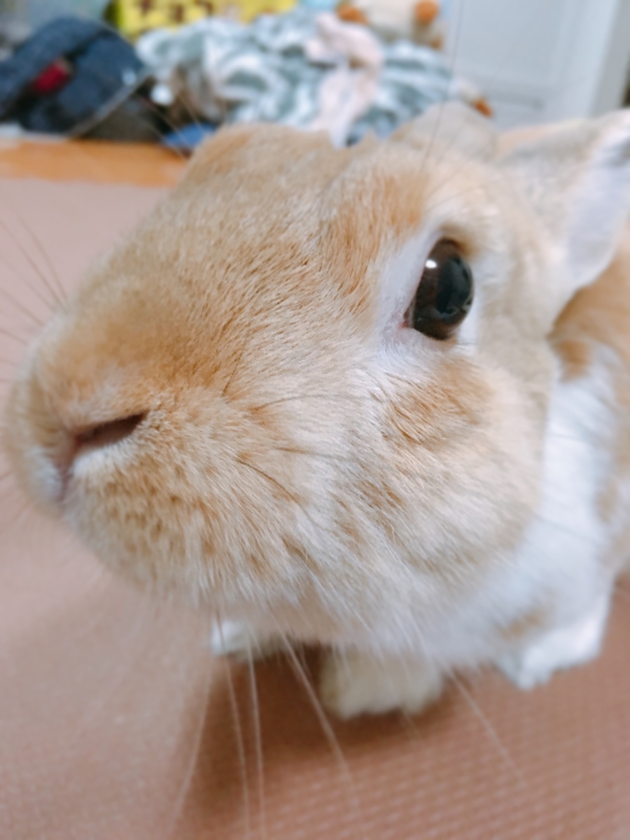 f:id:himitsunohana:20200519113124j:plain