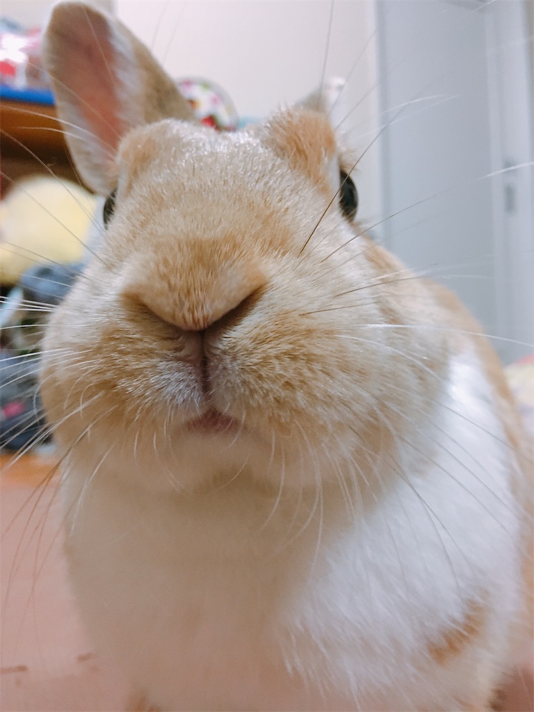 f:id:himitsunohana:20200529202249j:image
