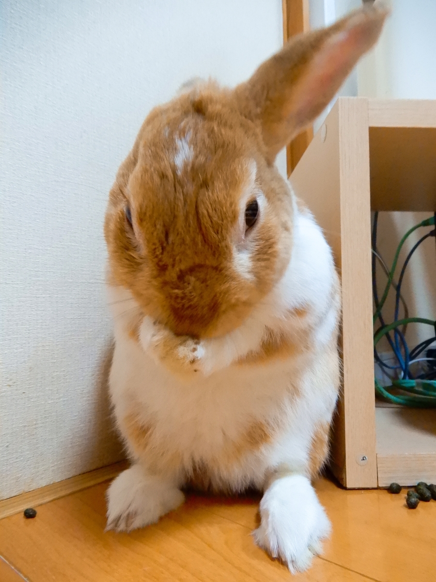 f:id:himitsunohana:20200609123227j:plain