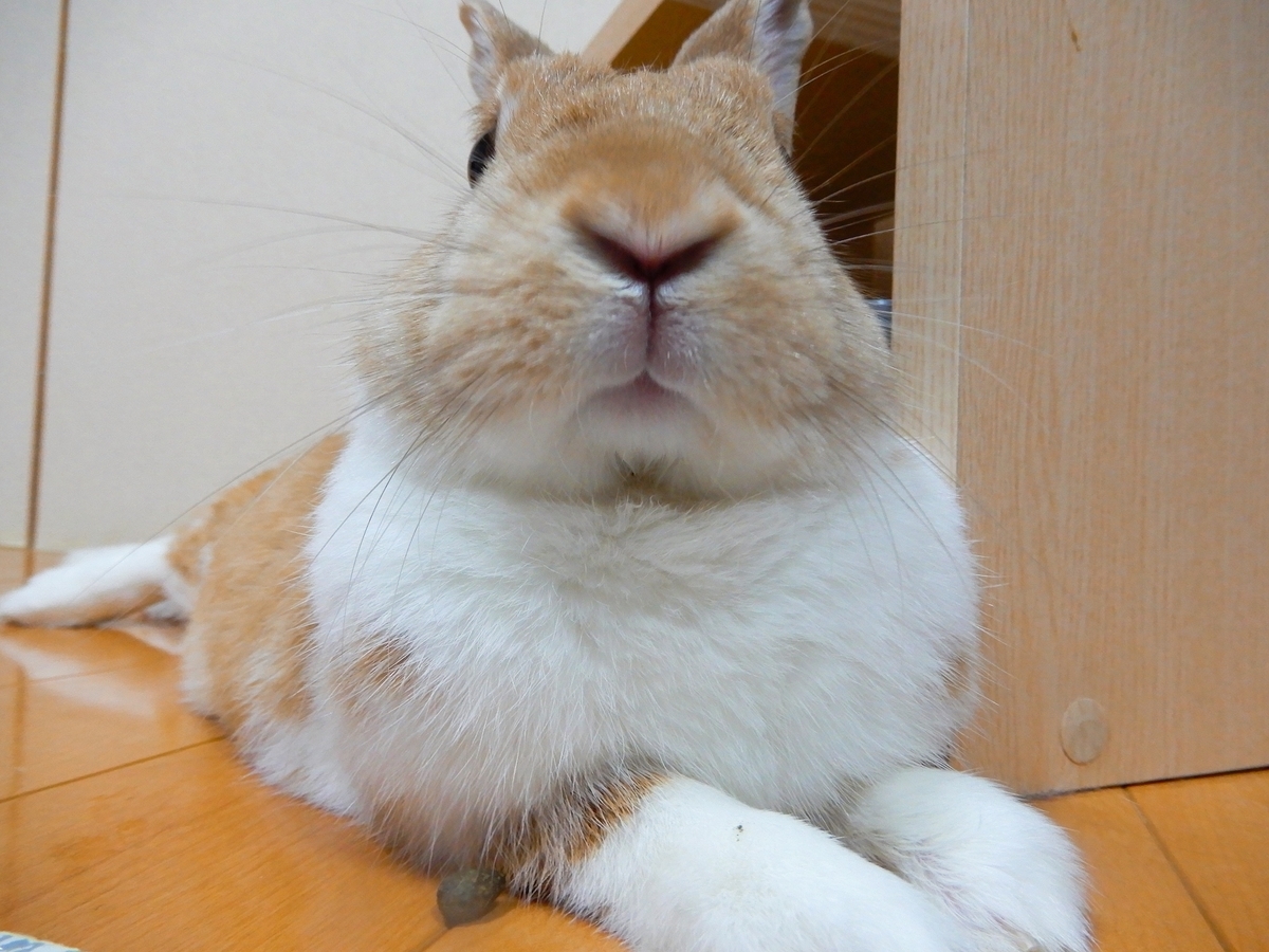 f:id:himitsunohana:20200614192503j:plain