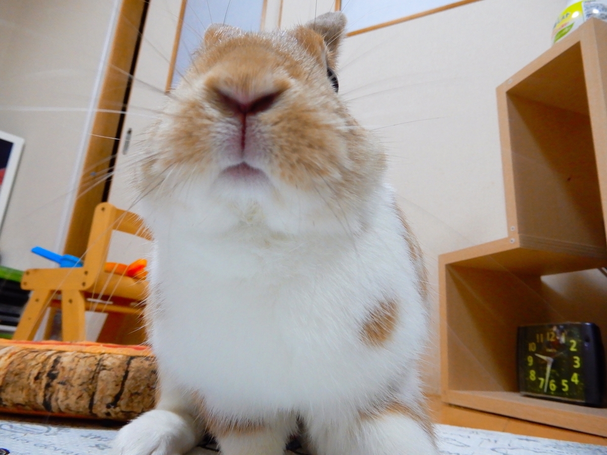 f:id:himitsunohana:20200721194401j:plain