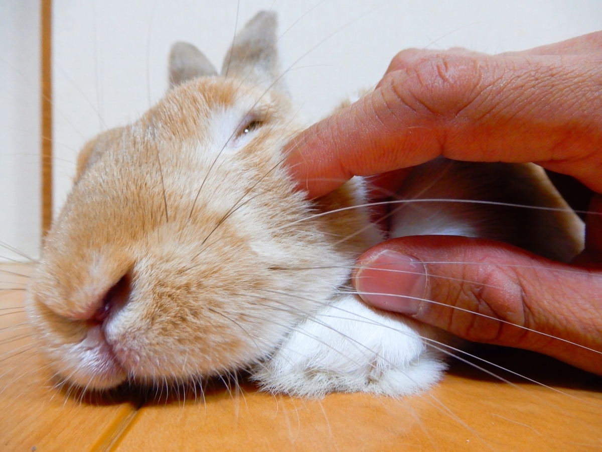 f:id:himitsunohana:20200728202430j:plain