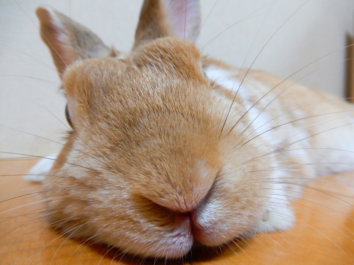 f:id:himitsunohana:20200728202842j:plain