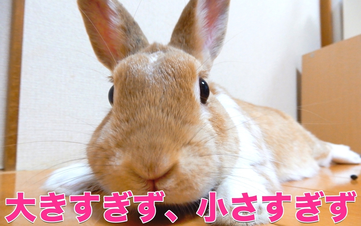 f:id:himitsunohana:20201027164854j:plain