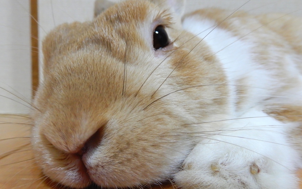 f:id:himitsunohana:20210112133253j:plain
