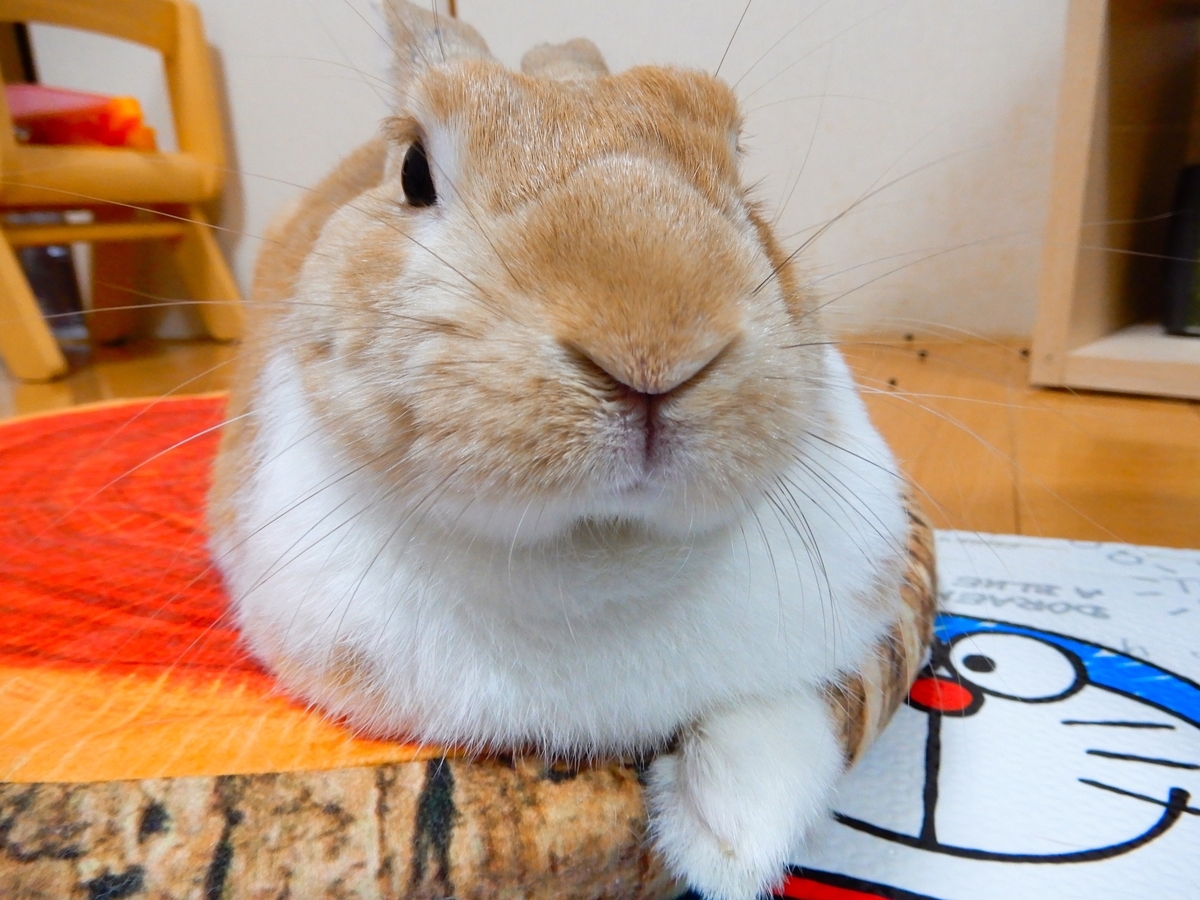 f:id:himitsunohana:20210302144342j:plain