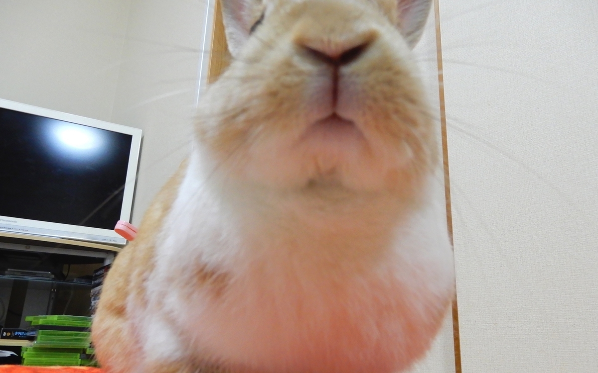 f:id:himitsunohana:20210413181406j:plain