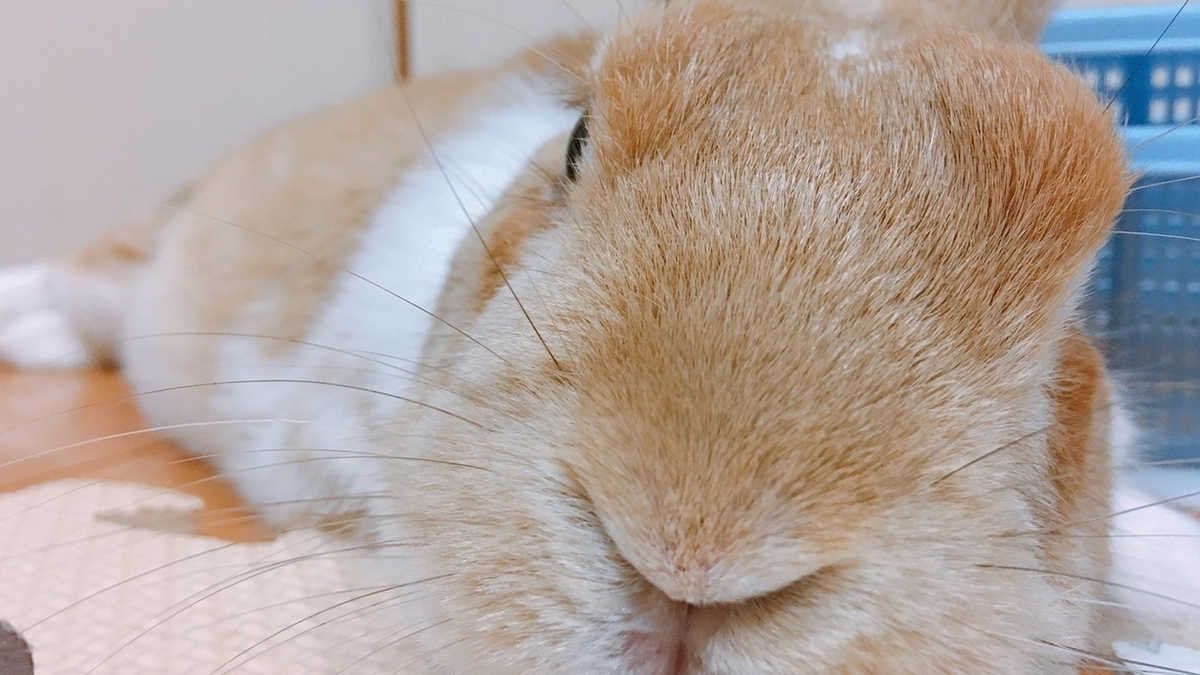 f:id:himitsunohana:20210716200937j:plain