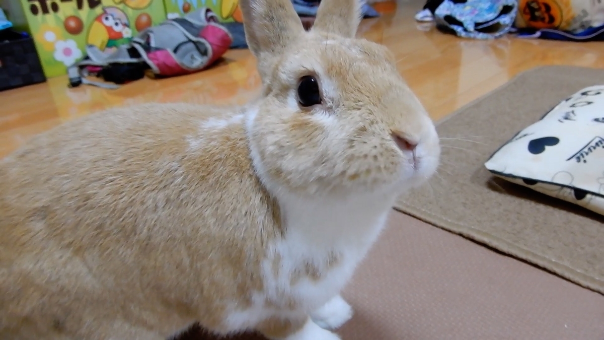 うさぎの暑さ対策にエアコンなしはかなり危険なので出来る限りうさぎを飼育する場合は設置してあげてください うさぎと主の秘密の花園