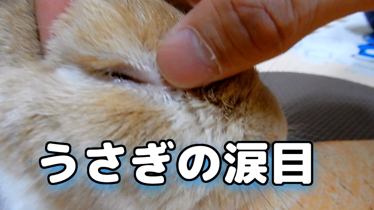 うさぎの鼻涙管閉塞でまさかの涙が逆流！？うさぎの涙ケアとして
