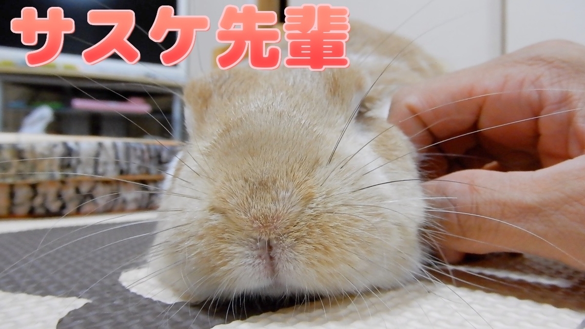 うさぎのかわいいyoutube動画はshortsもおすすめ 今人気のショート動画にハマっておりやすw うさぎと主の秘密の花園