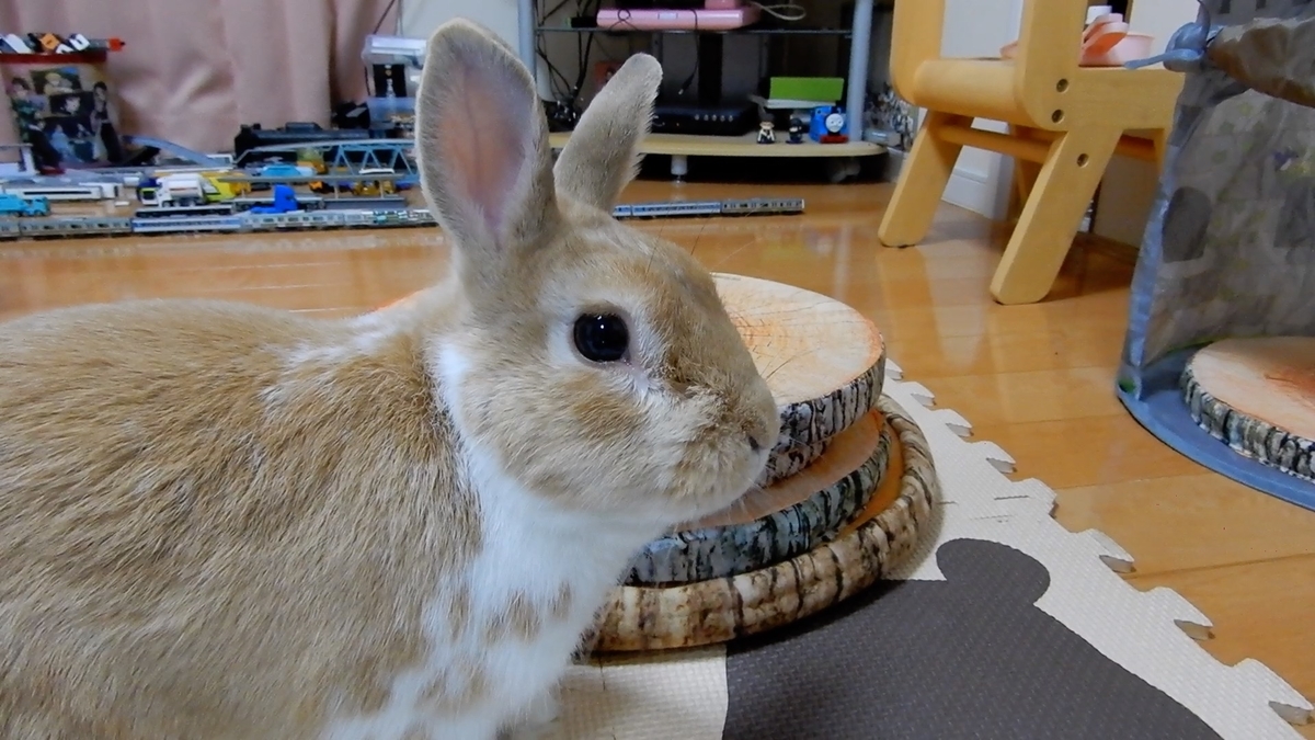 うさぎのyoutubeでは撮影外でたいてい事件が起こる 毎週うさぎの可愛い動画を配信中 うさぎと主の秘密の花園