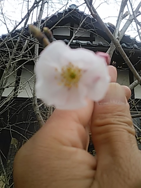f:id:himitunokobeya:20200327095537j:plain f:id:himitunokobeya:20200327095537j:plain