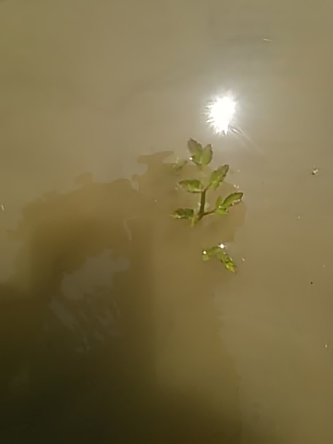 f:id:himitunokobeya:20200409091422j:plain