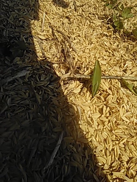 f:id:himitunokobeya:20200417170452j:plain