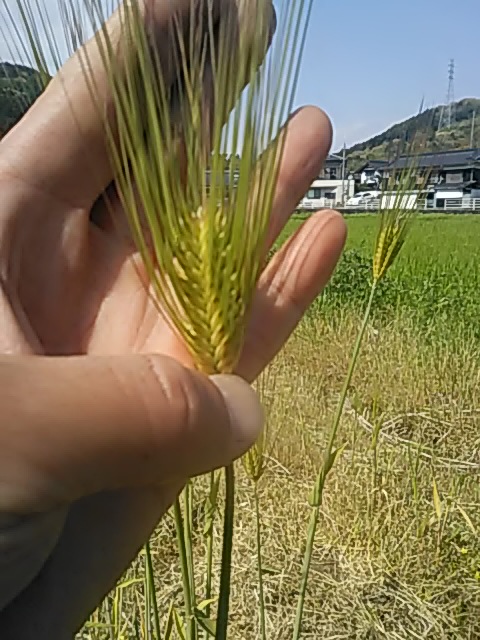f:id:himitunokobeya:20200419084511j:plain