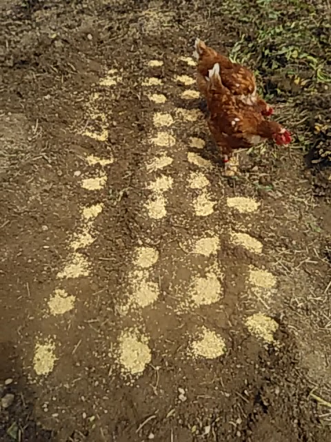 f:id:himitunokobeya:20200420093726j:plain