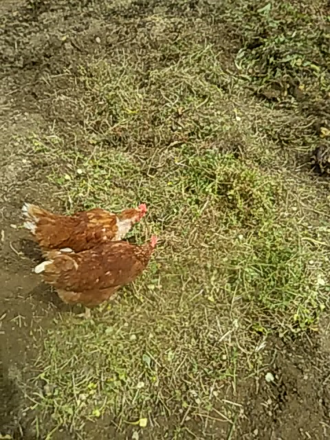 f:id:himitunokobeya:20200420093834j:plain