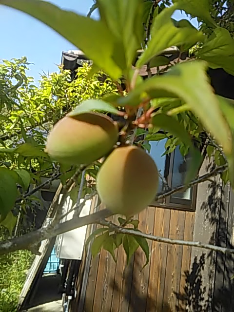 f:id:himitunokobeya:20200423090806j:plain f:id:himitunokobeya:20200423090806j:plain